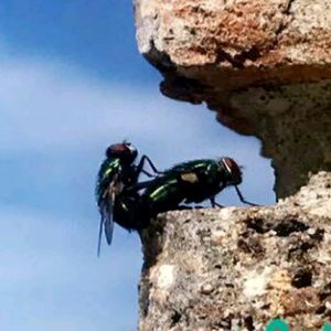 Meet your Posher, Antonio